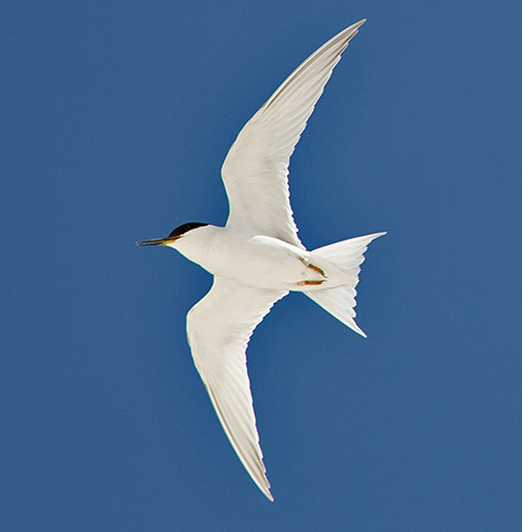 Damara Tern in flight